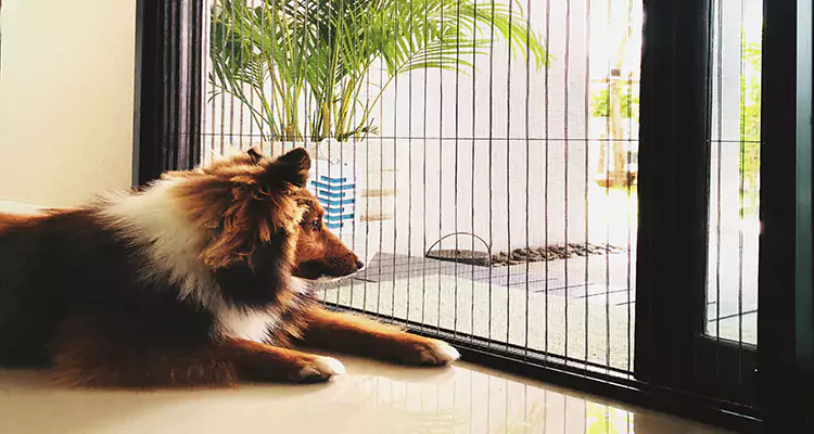 Sliding Screen Pet Door Repair in Pacifica, CA