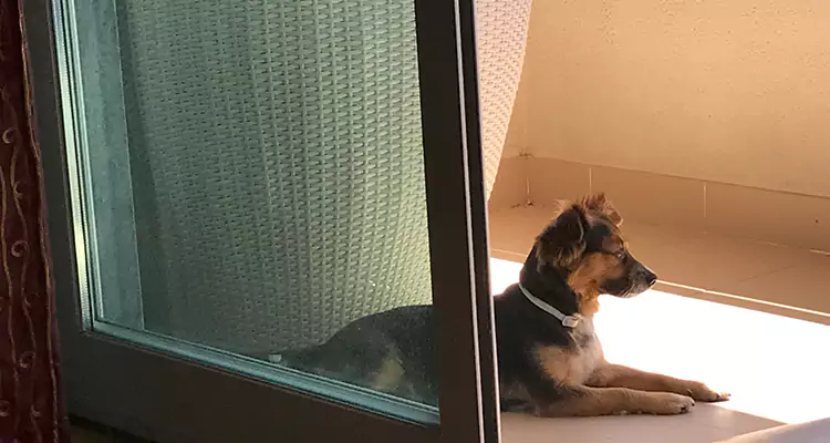 French Door Pet Screen Repair in Pacifica, CA